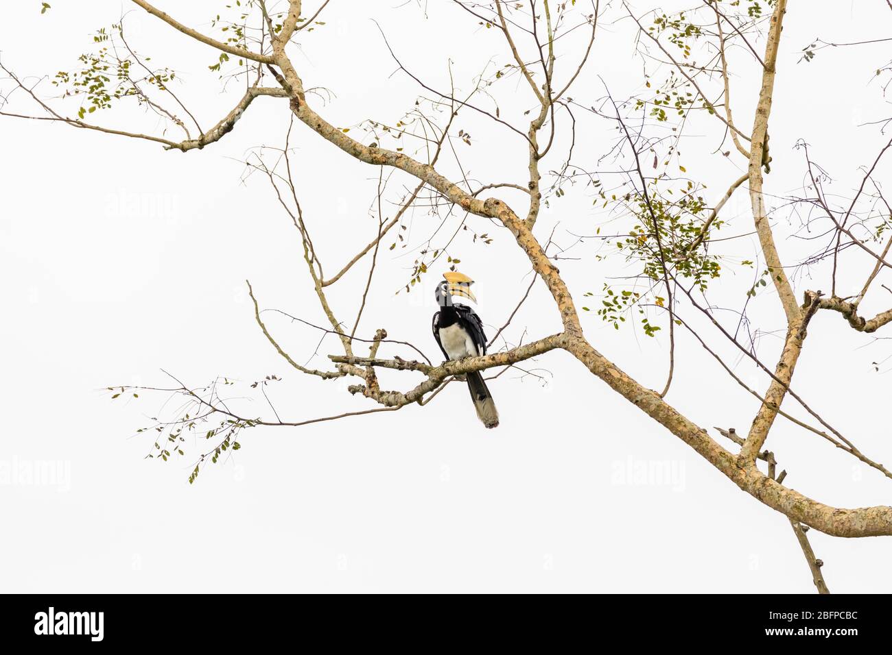 Grande orna indiana (Baderos bicornis) che si arenava su un ramo di un albero nel Parco Nazionale di Kaziranga, Assam, India nordorientale Foto Stock
