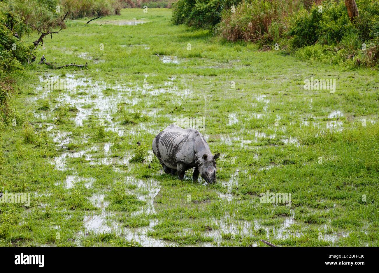 Un rinoceronte indiano (Rhinoceros unicornis) si ghiaccia nelle zone umide paludose nel Parco Nazionale di Kaziranga, Assam, India nordorientale Foto Stock