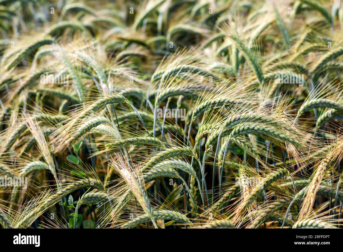 Verde campo di orzo sfondo in una giornata di sole. Messa a fuoco selettiva. Foto Stock