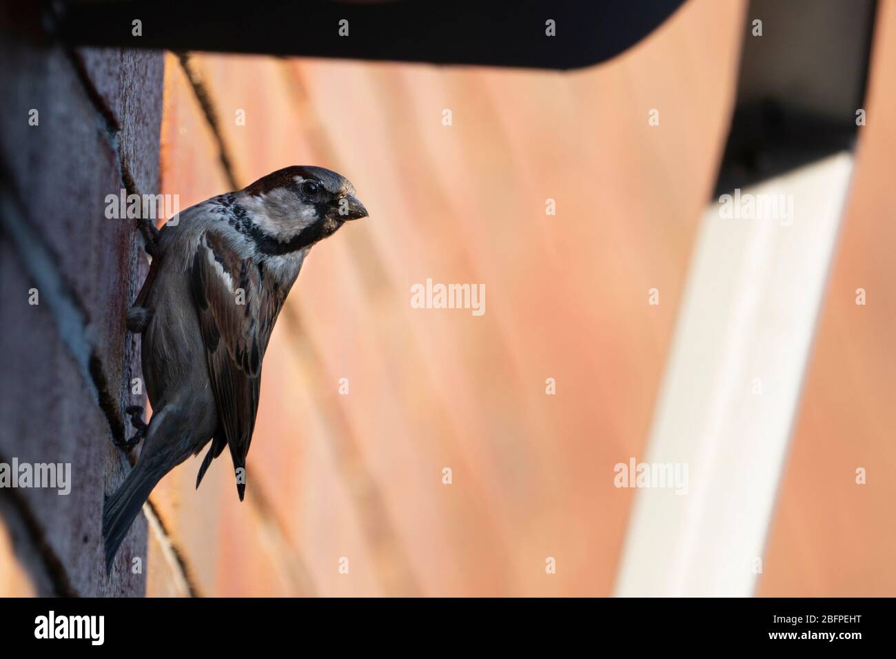 Un passero di casa arroccato vicino ad un alimentatore di uccello in un cortile Foto Stock