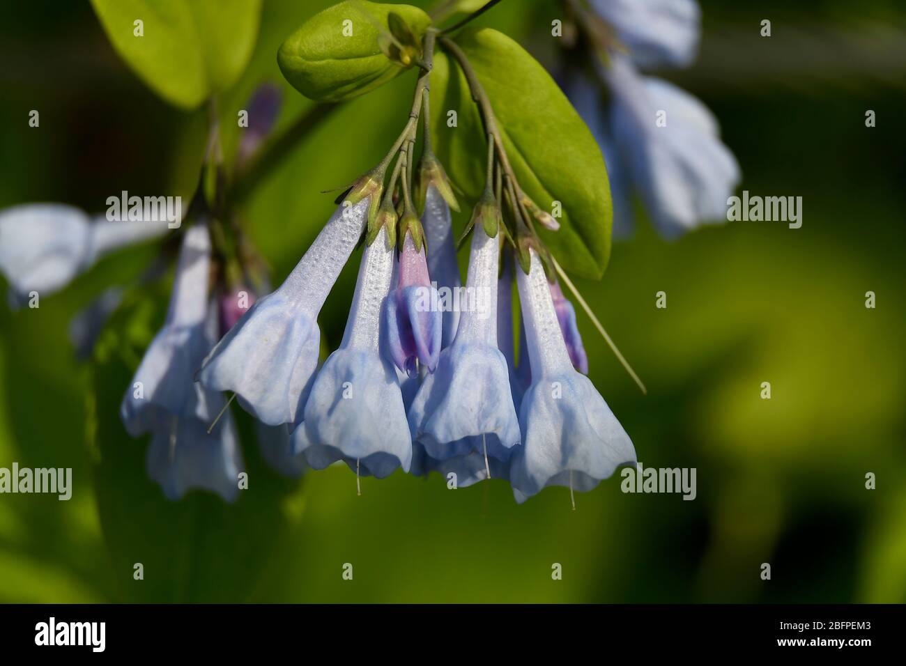 Marco di Virginia Bluebells profondità di campo poco profonda Foto Stock