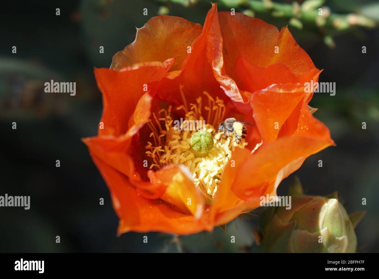 Le api sono attratte da un fiore del deserto magnificamente luminoso in fiore nella prima mattina dell'Arizona Foto Stock