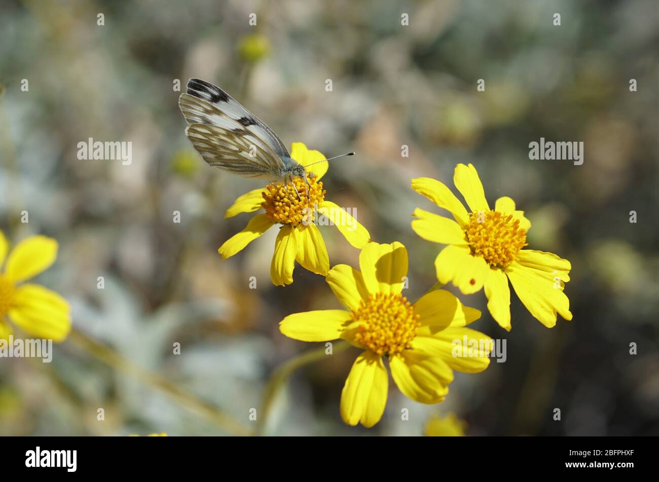Una piccola farfalla atterra in un letto di fiori gialli luminosi mentre cerca il cibo e un posto per riposare Foto Stock