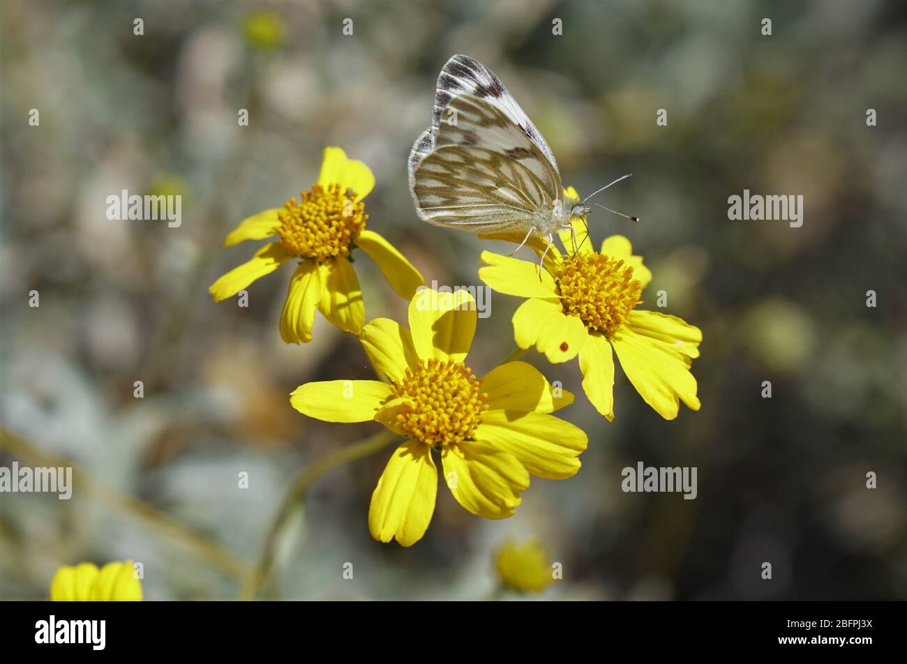 Una piccola farfalla atterra in un letto di fiori gialli luminosi mentre cerca il cibo e un posto per riposare Foto Stock
