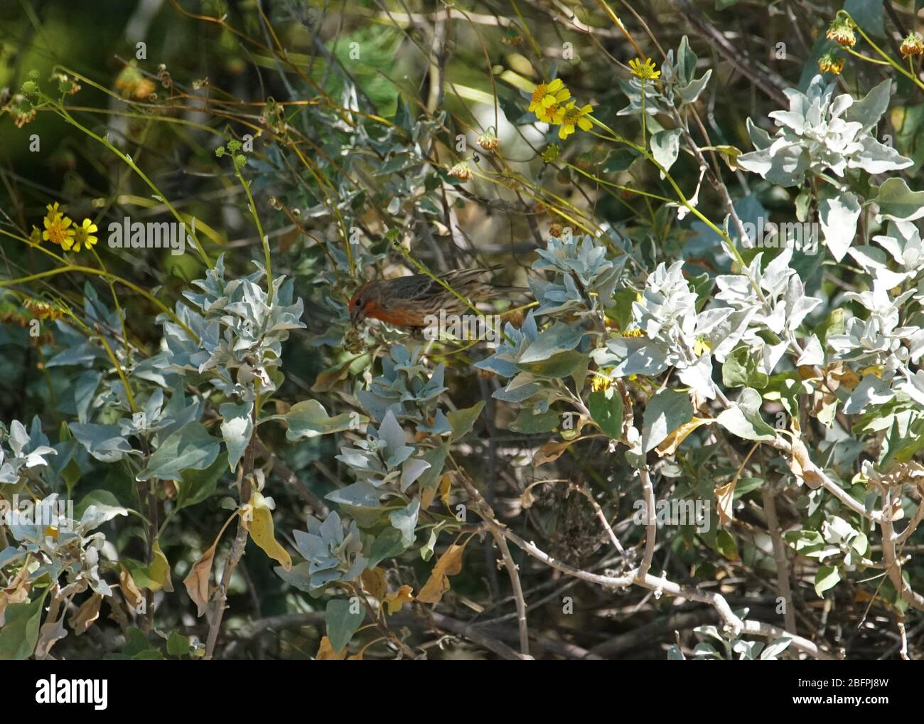 Un piccolo uccello di tipo passero siede tra molti alberi e cespugli mentre cerca il suo pasto successivo Foto Stock