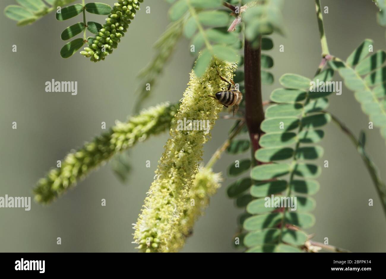 La vita delle piante del deserto è spesso vibrante e piena di colore, attraente per una vasta gamma di uccelli e insetti Foto Stock