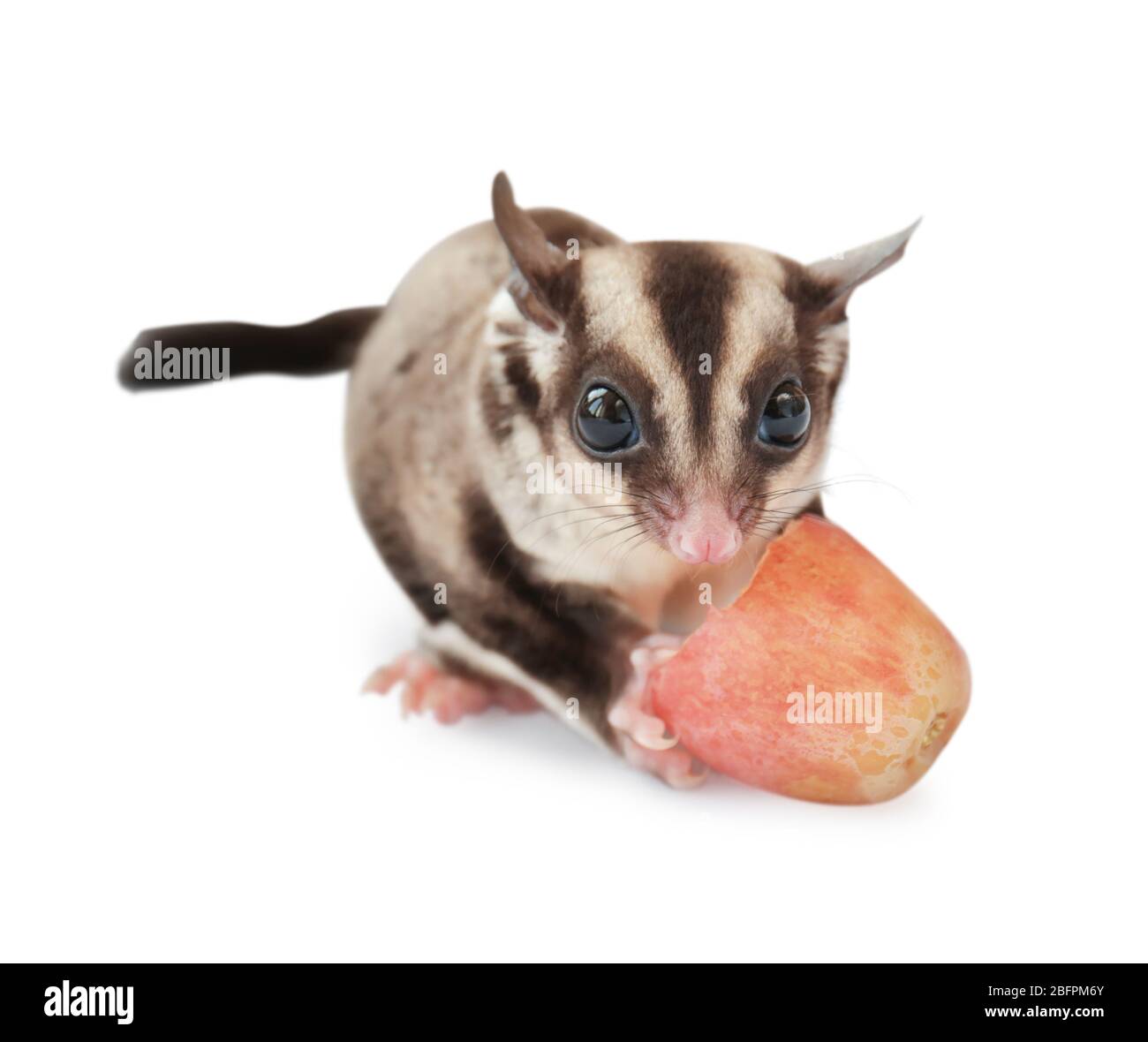 Simpatico zuccherino mangiare uva su sfondo bianco Foto Stock