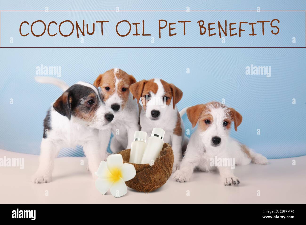 Concetto di cura degli animali domestici. Cuccioli e bottiglie di olio di cocco con guscio su sfondo parete colore Foto Stock