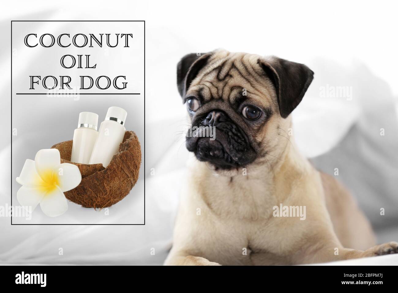 Concetto di cura degli animali domestici. Cane e bottiglie di olio di cocco con guscio su sfondo sfocato Foto Stock