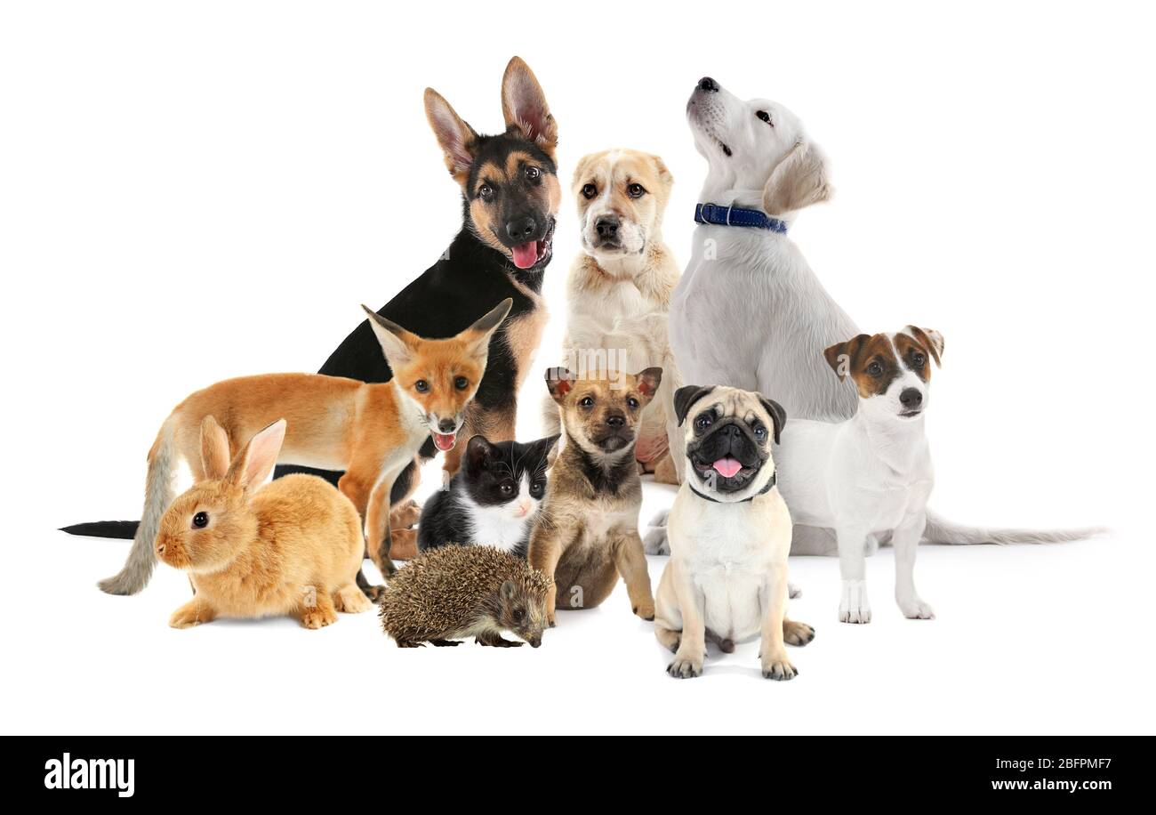 Animali simpatici su sfondo bianco Foto Stock