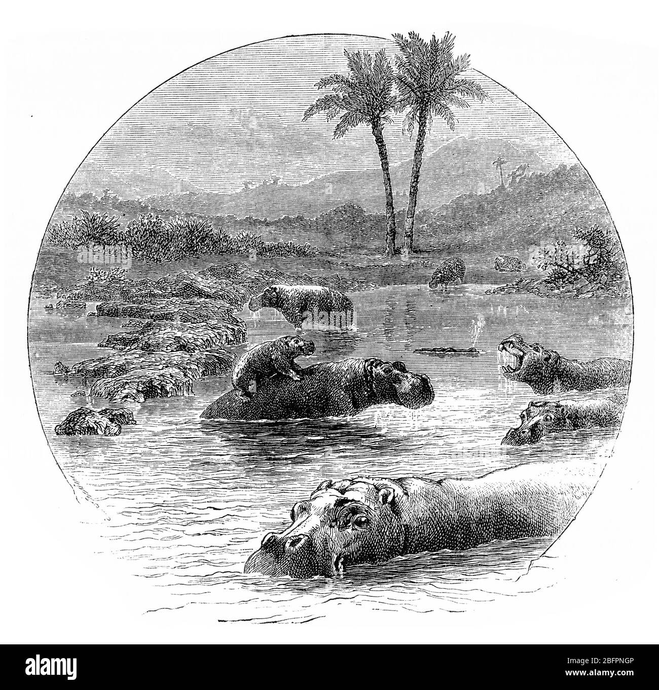 Incisione di ippopotamuses (ippopotamus anfibio) nel fiume Congo, Africa Foto Stock