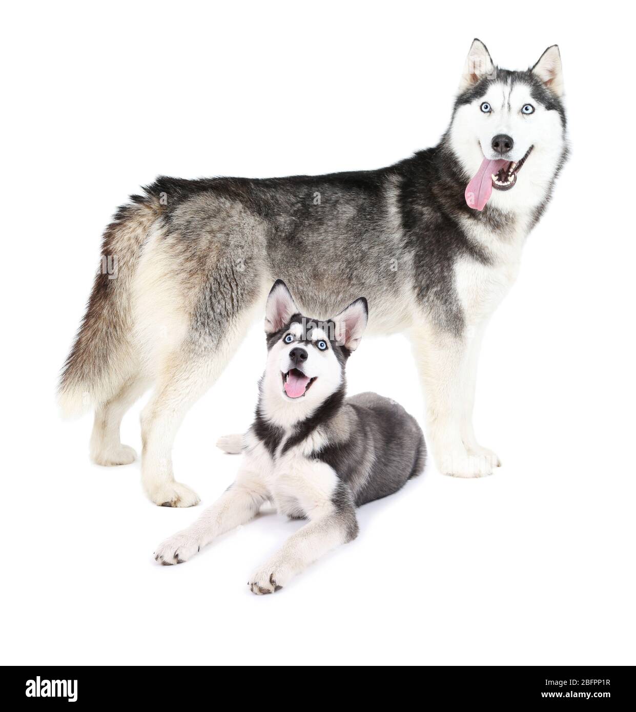 Cane e carino cucciolo su sfondo bianco Foto Stock
