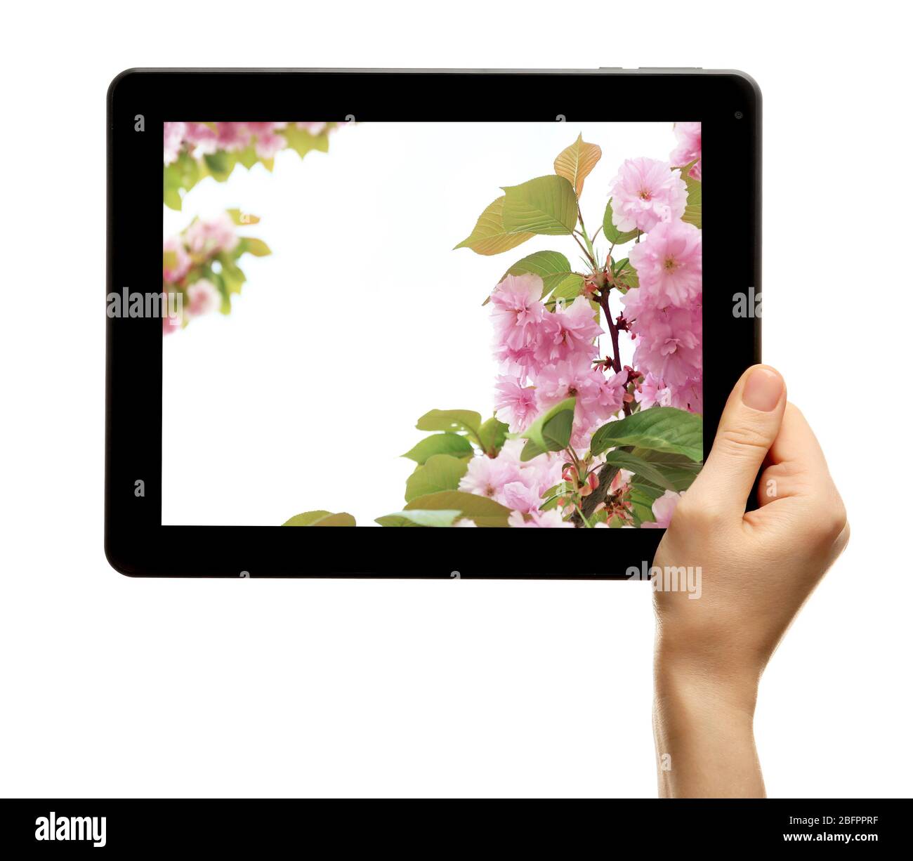 Donna che tiene un tablet con albero fiorente ramo sullo schermo, bianco isolato Foto Stock