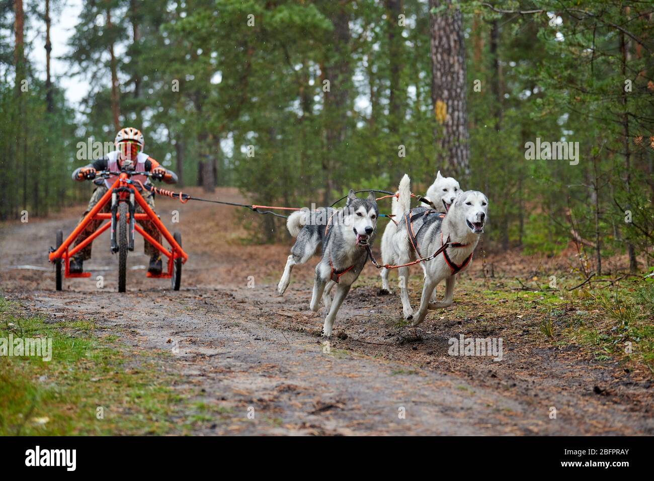 Corsa di attacco del cane da carting. Dente di scorrimento Husky che tira il carrello. Dryland concorso autunnale di mushing cross country. Foto Stock