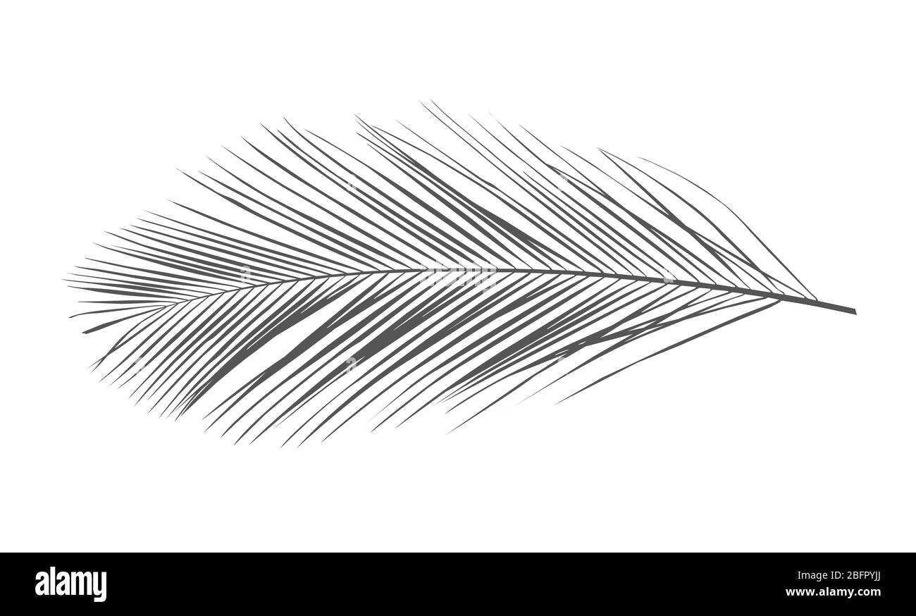 Silhouette di colore tropicale foglia su sfondo bianco Foto Stock