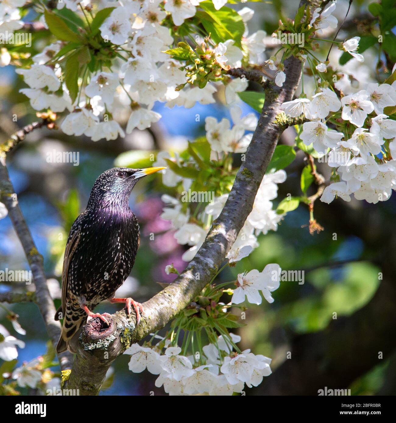 Starling (Sturnus vulgaris) arroccato in un ciliegio in un giardino nel Kent. REGNO UNITO Foto Stock