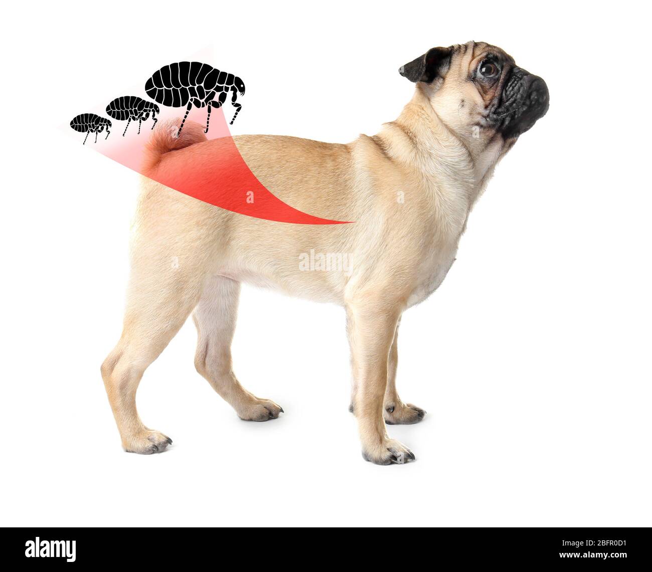 Cane infestato con pulci su sfondo bianco Foto Stock