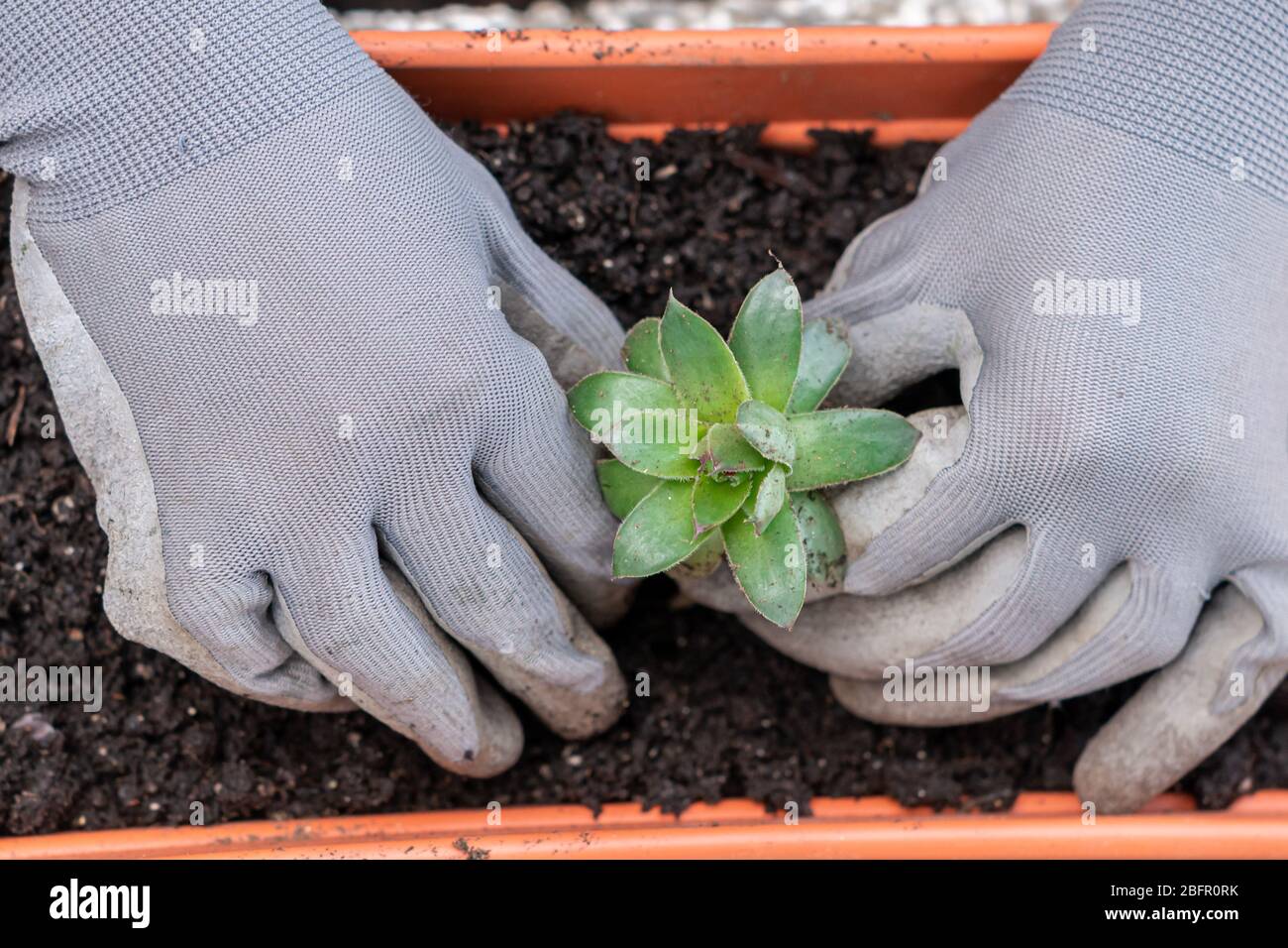 Mani che piantano pianta comune houseleek primo piano Foto Stock