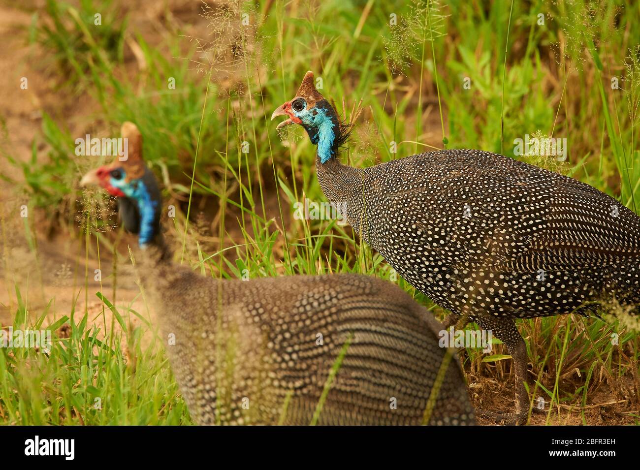 Un paio di Guineafowls Helmeted che camminano in erba alta sulle pianure di Tarangire Foto Stock