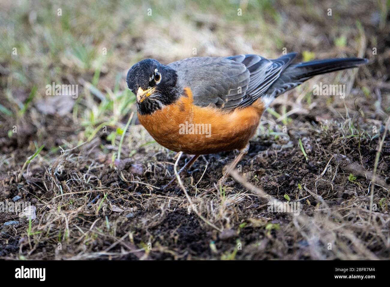 Robin americano foraging per insetti e vermi nell'erba Foto Stock