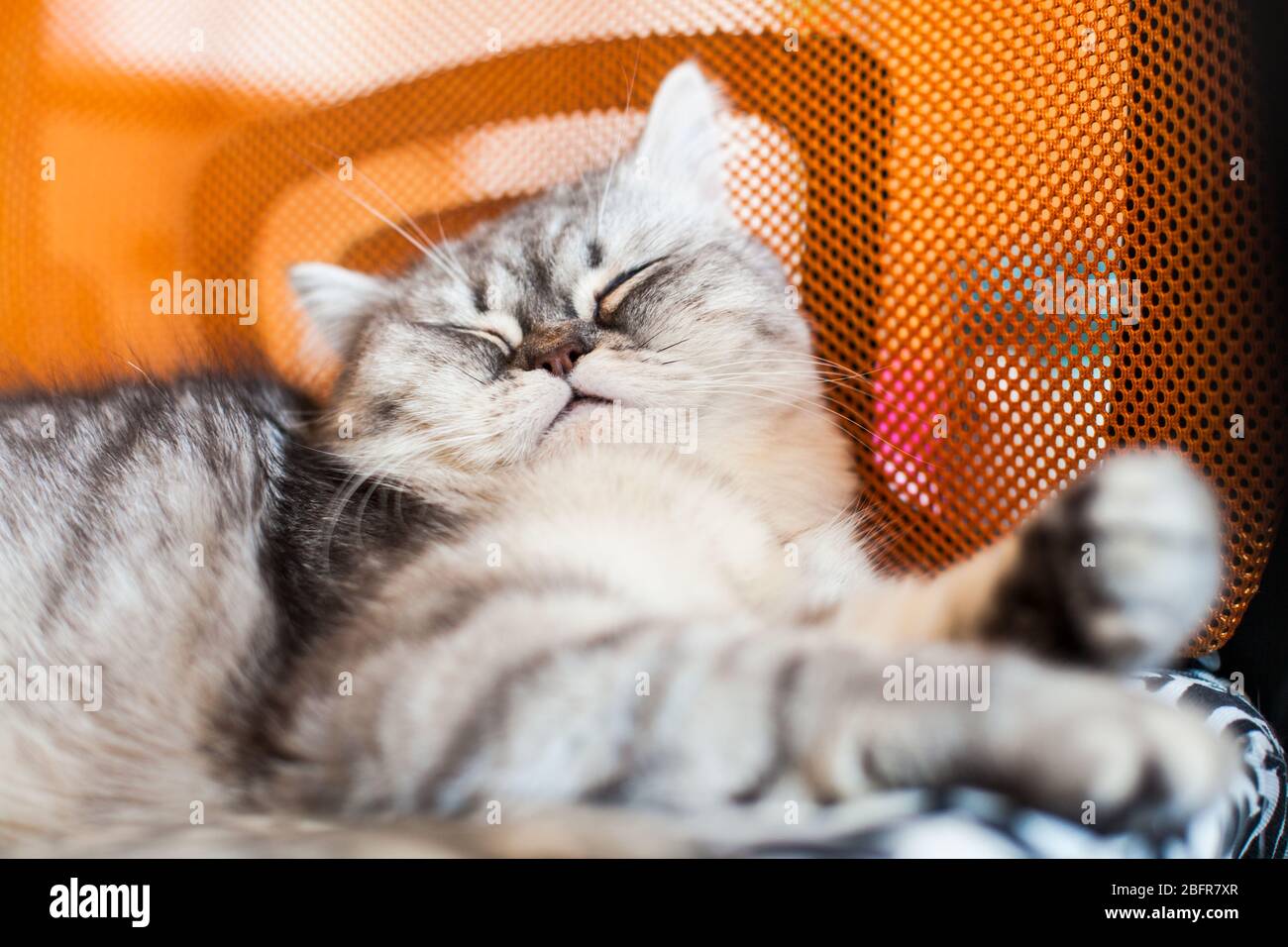 Scottish dritto. Cute cat ritratto, felice pet. Foto Stock