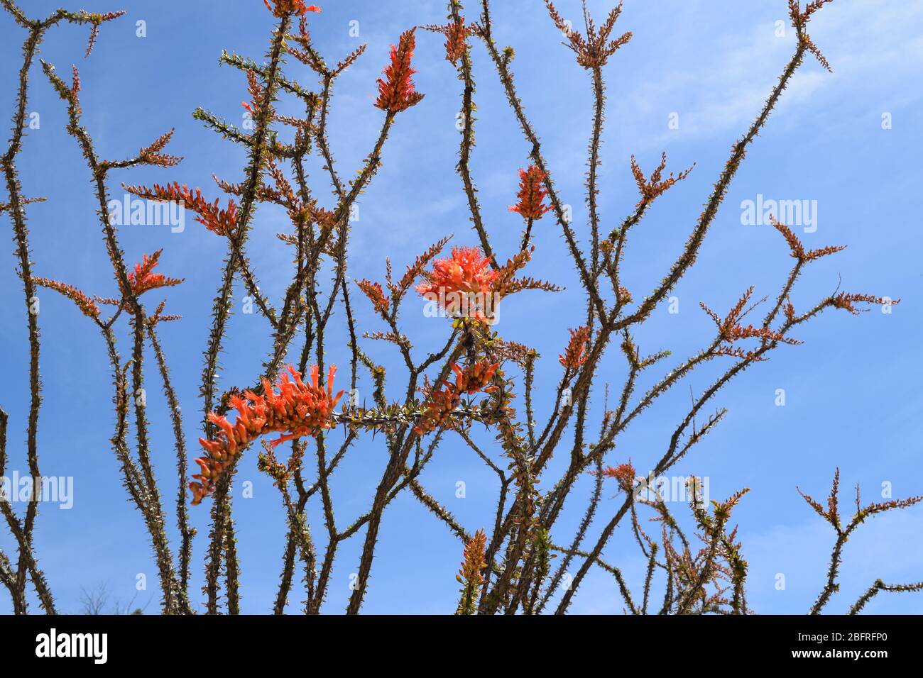 Bella pianta di Ocotillo in fiore in primavera Foto Stock