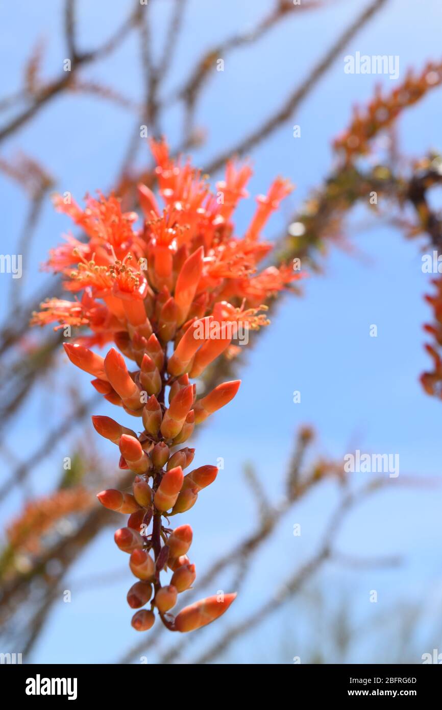 Bella pianta di Ocotillo in fiore in primavera Foto Stock