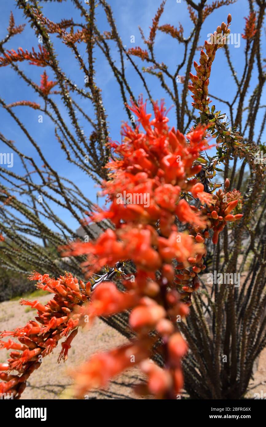 Bella pianta di Ocotillo in fiore in primavera Foto Stock