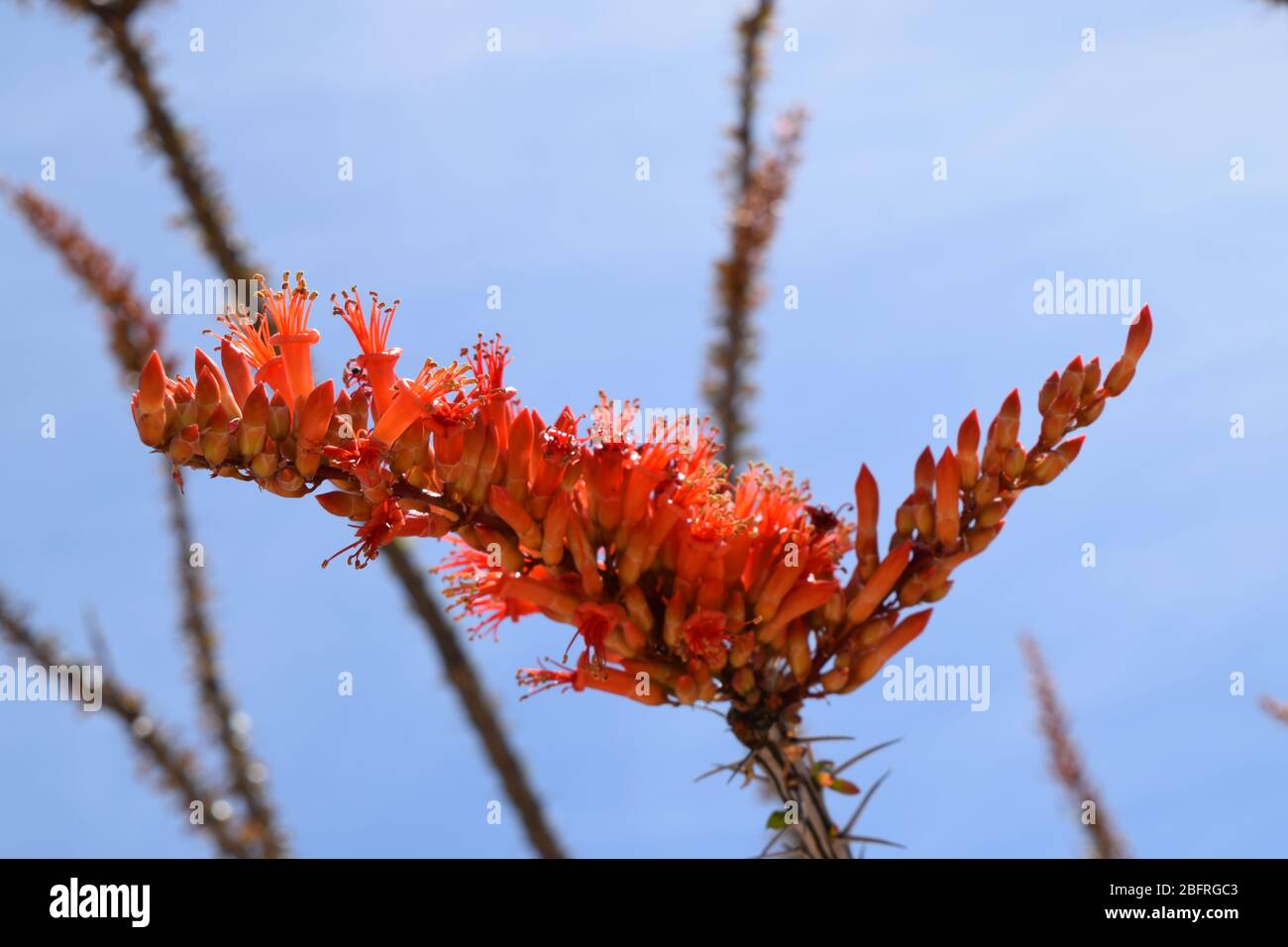 Bella pianta di Ocotillo in fiore in primavera Foto Stock