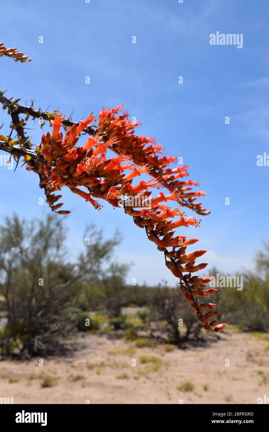 Bella pianta di Ocotillo in fiore in primavera Foto Stock