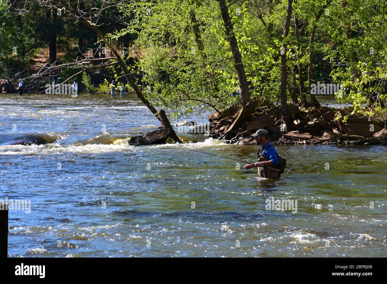 Un pescatore di mosca si sguadisce attraverso il fiume Neuse fuori di Raleigh North Carolina. Foto Stock