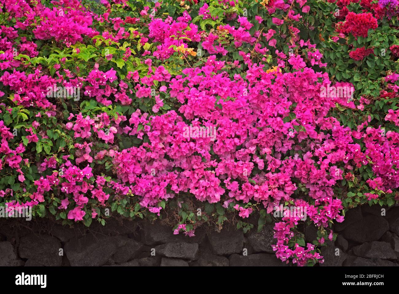 Bougainvillea fiorisce tra le pareti rocciose lungo Ali’i Drive a Kona e sulla Big Island delle Hawaii. Foto Stock