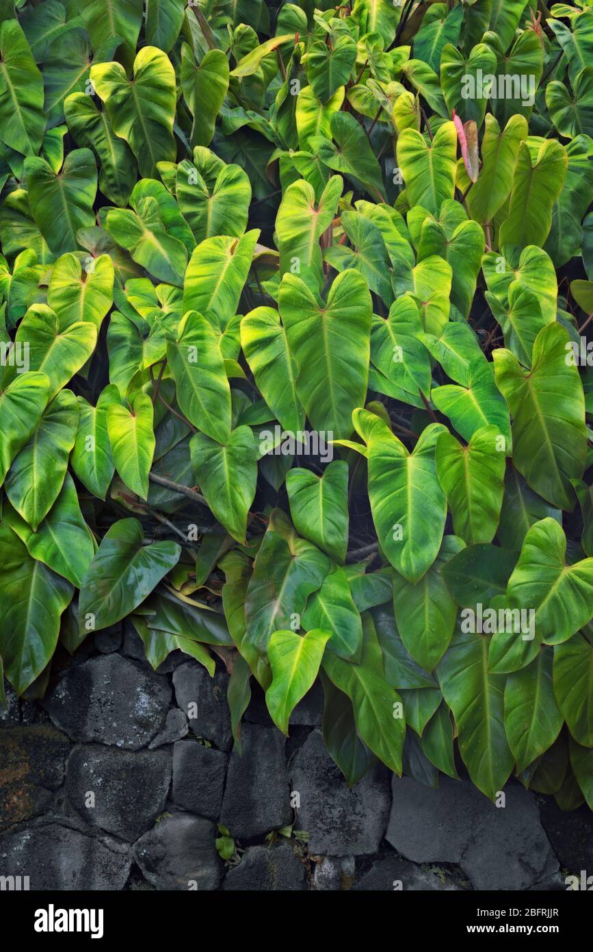 Il philodendron fiorisce in questo clima umido e umido sulla Big Island delle Hawaii. Foto Stock