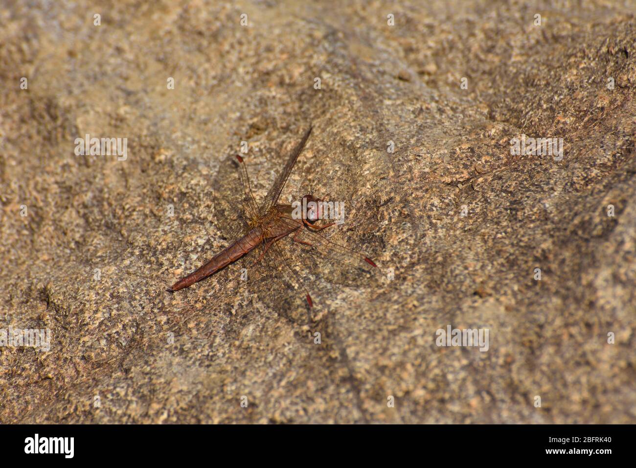 Scarlatto femmina largo Dragonfly on Stone (Crocothemis eritraea) Foto Stock