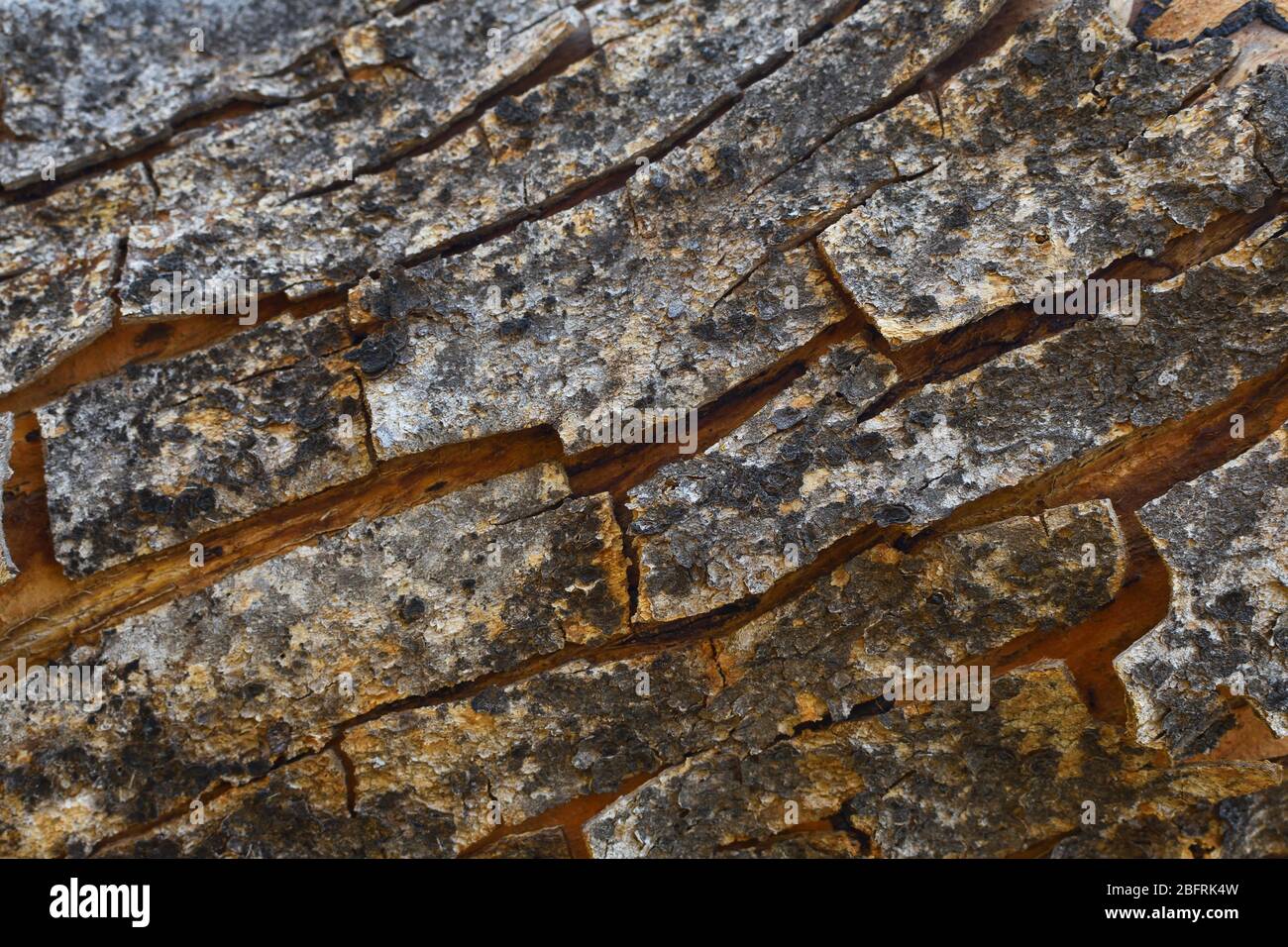 Ark naturale dell'albero di peeling del Rough Foto Stock