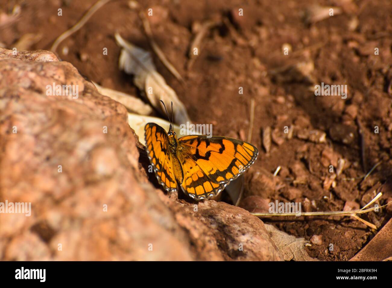 Joker Butterfly on Rock con spotting luminoso (Byblia ilithia) Foto Stock