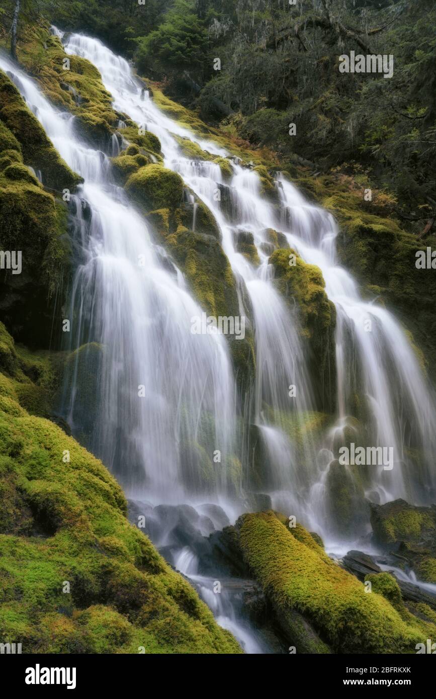 Le Upper Proxy Falls si riverserano su basalto colonnare ricoperto di muschio nella Three Sisters Wilderness e Lane County dell'Oregon. Foto Stock