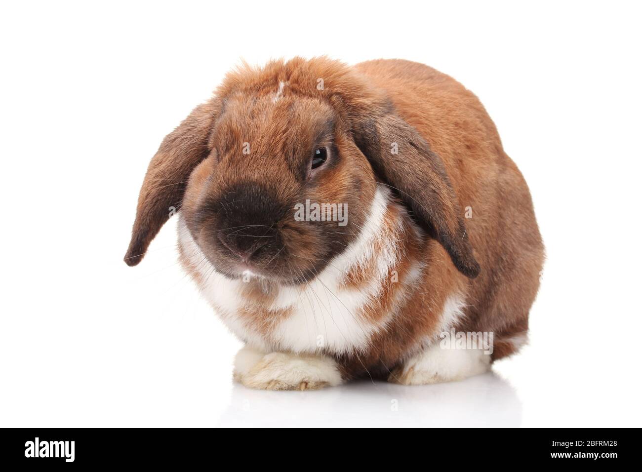 Coniglio lop-eared isolato su bianco Foto Stock