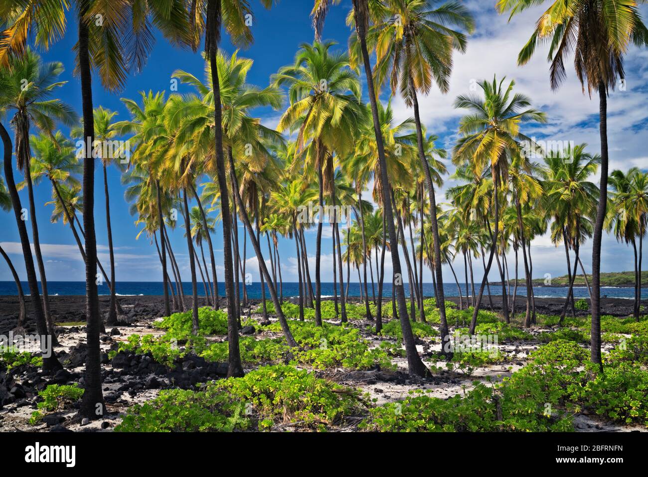 La bellezza tropicale lungo il sud costa di Kona al luogo di rifugio Parco nazionale storico sulla Big Island delle Hawaii. Foto Stock