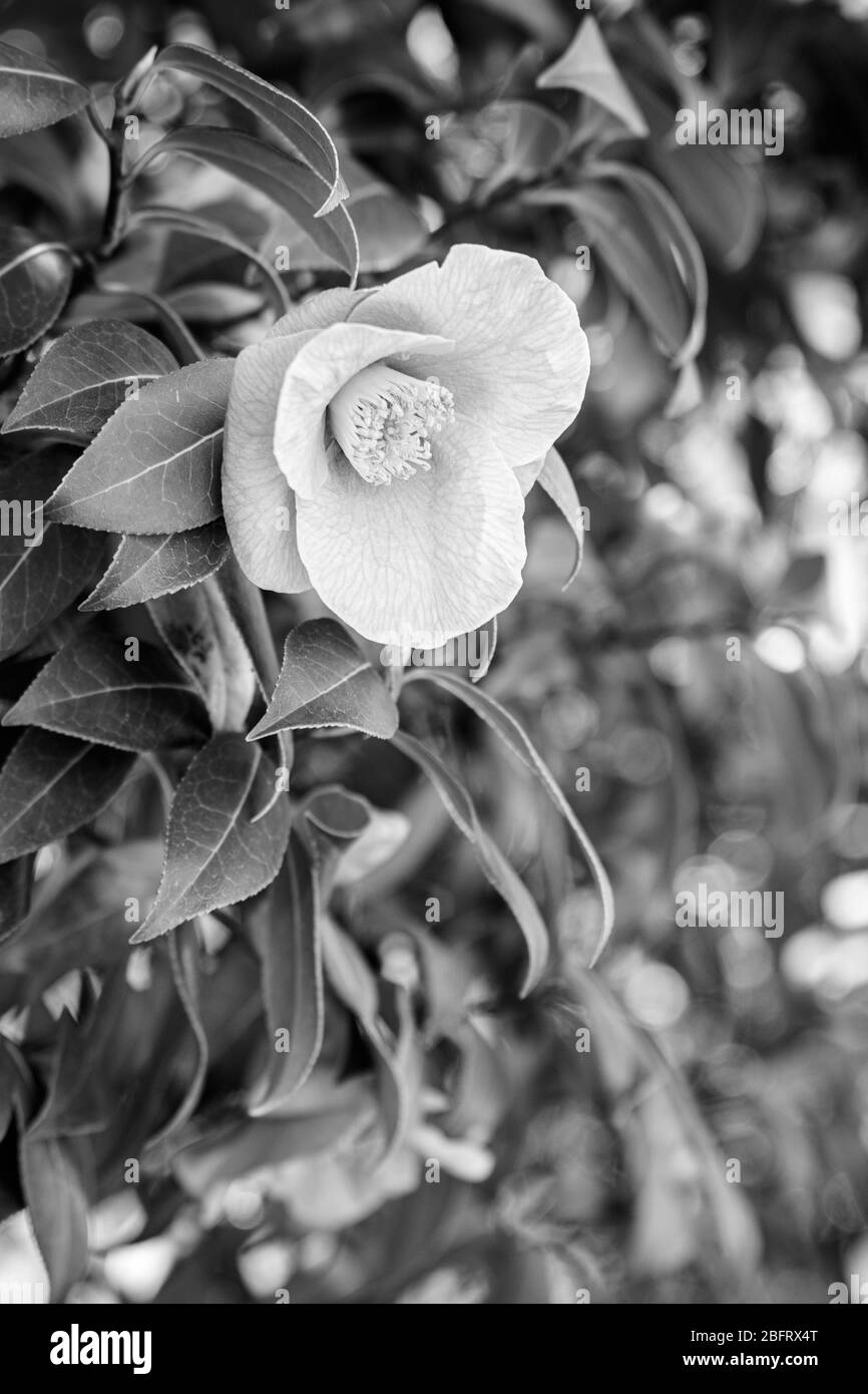 Bianco e nero di una camelia fiorente su un cespuglio Foto Stock