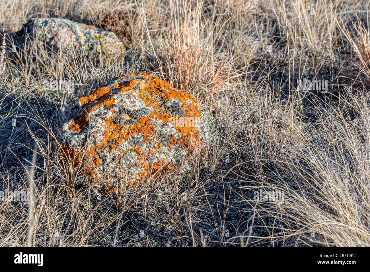Roccia coperta di lichene arancio sulle praterie di Saskatchewan, Canada Foto Stock