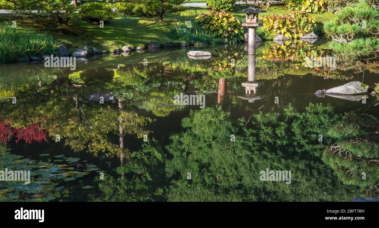 Riflessione, con tartaruga Foto Stock