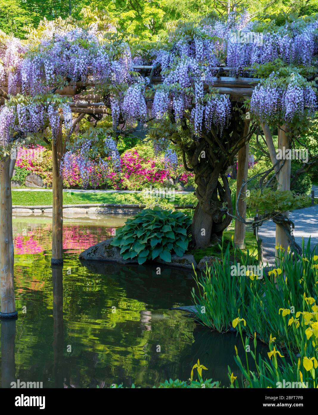 Glicine, Seattle Japanese Garden Foto Stock