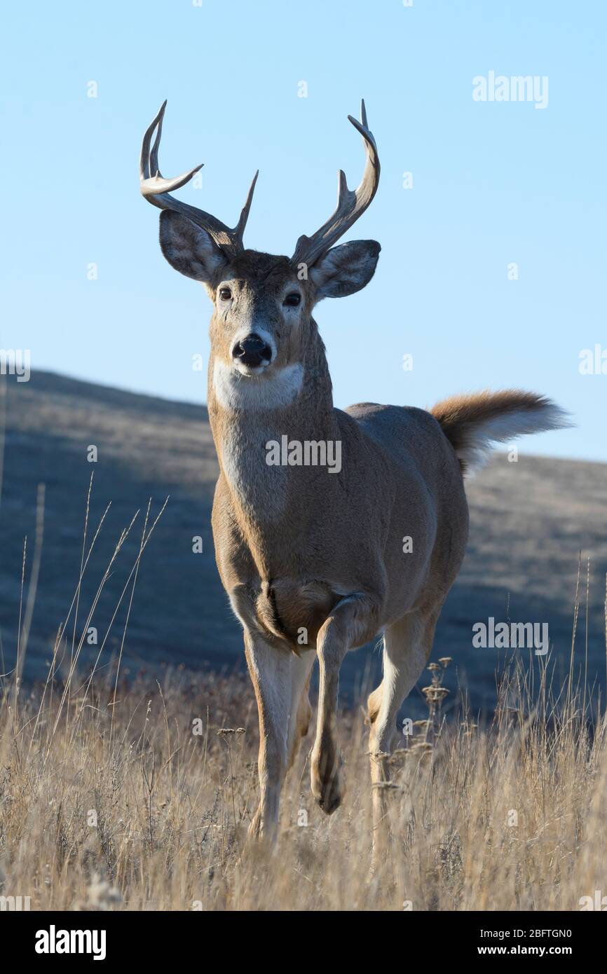 Scopata di cervo dalla coda bianca (Odocoileus virginianus), USA occidentali Foto Stock