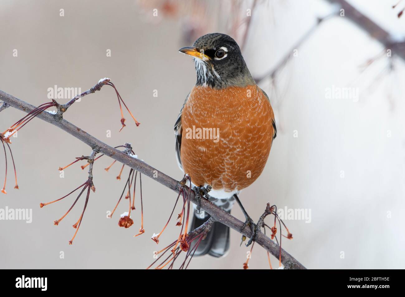 American Robin (Turdus migratorius) in inverno, Missoula, Montana Foto Stock