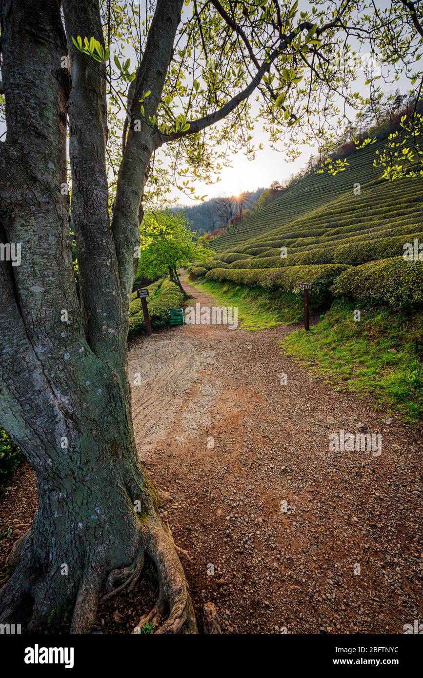 Contea di Beosong, Corea del Sud - 18 APRILE 2020: La contea di Boseong ospita i più alti campi di tè in Corea, rinomati per la qualità del verde Foto Stock