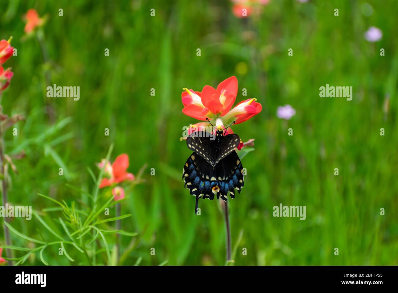 Una bella farfalla Swallowtail nera con le sue ali parzialmente aperto nutrirsi sul nettare di un fiore di colore arancione brillante Paintbrush indiano in un fi erboso Foto Stock