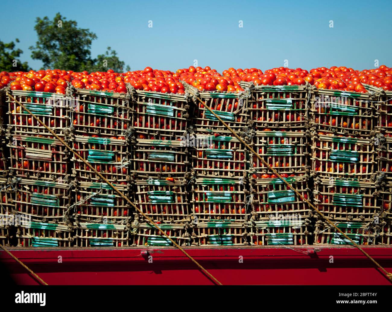 Casse piene di pomodori impilate su un camion Foto Stock