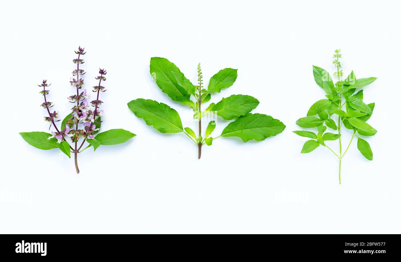 Basilico dolce, basilico santo e basilico peloso lasciano con fiore su sfondo bianco. Foto Stock