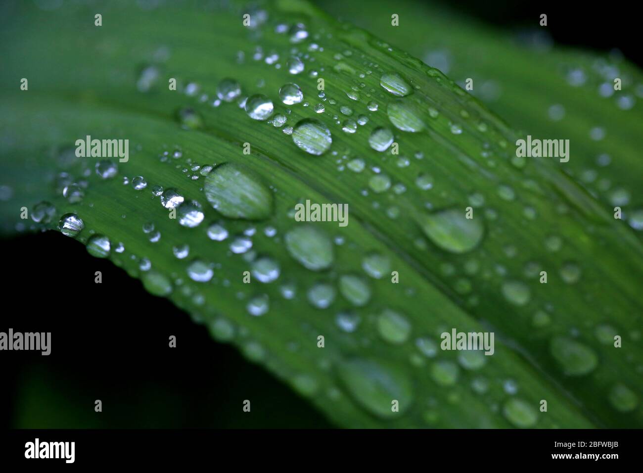 Huaian, Cina. 19 Apr 2020. La pioggia cade il giorno della tradizionale cinese termine pioggia grano a Huaian, Jiangsu, Cina il 19 aprile 2020.(Foto di TPG/cnsphotos) Credit: TopPhoto/Alamy Live News Foto Stock